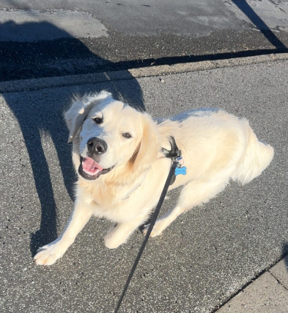 Buddy fra HunGrejet.dk på tur efter nyt hundeudstyr