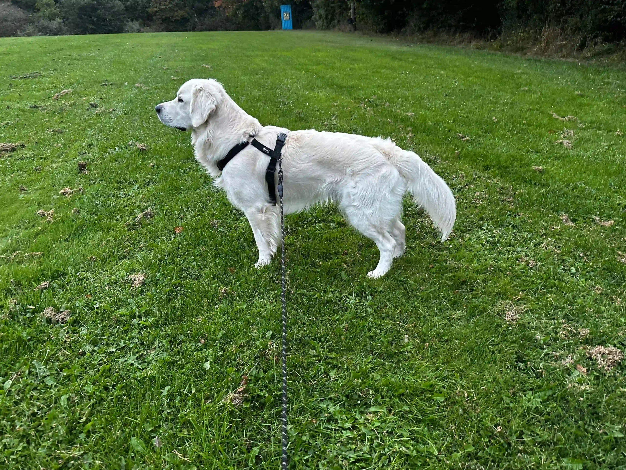 Golden Retriever på gåtur med hundesnor